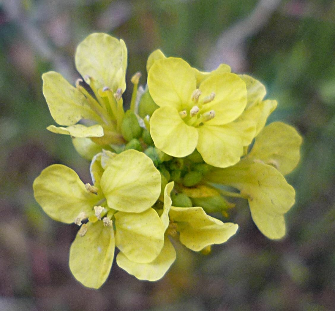 High Resolution Brassica nigra Flower